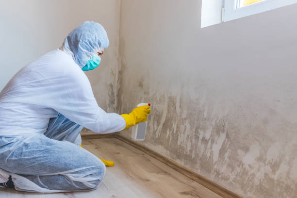 Professional mold removal team in Ivor